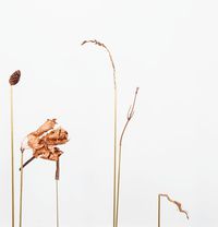 Unbändiger Glanz -  Die Wahrnehmung von Körpern durch das Spektrum der Natur